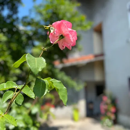 La Branche Du Cerisier Appartement *